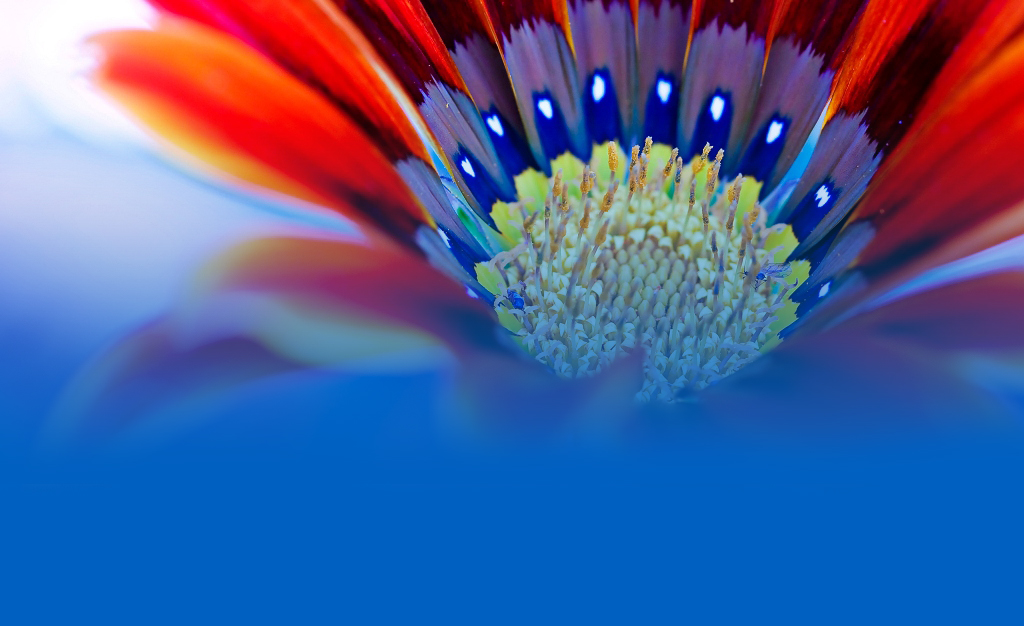 Slide Image